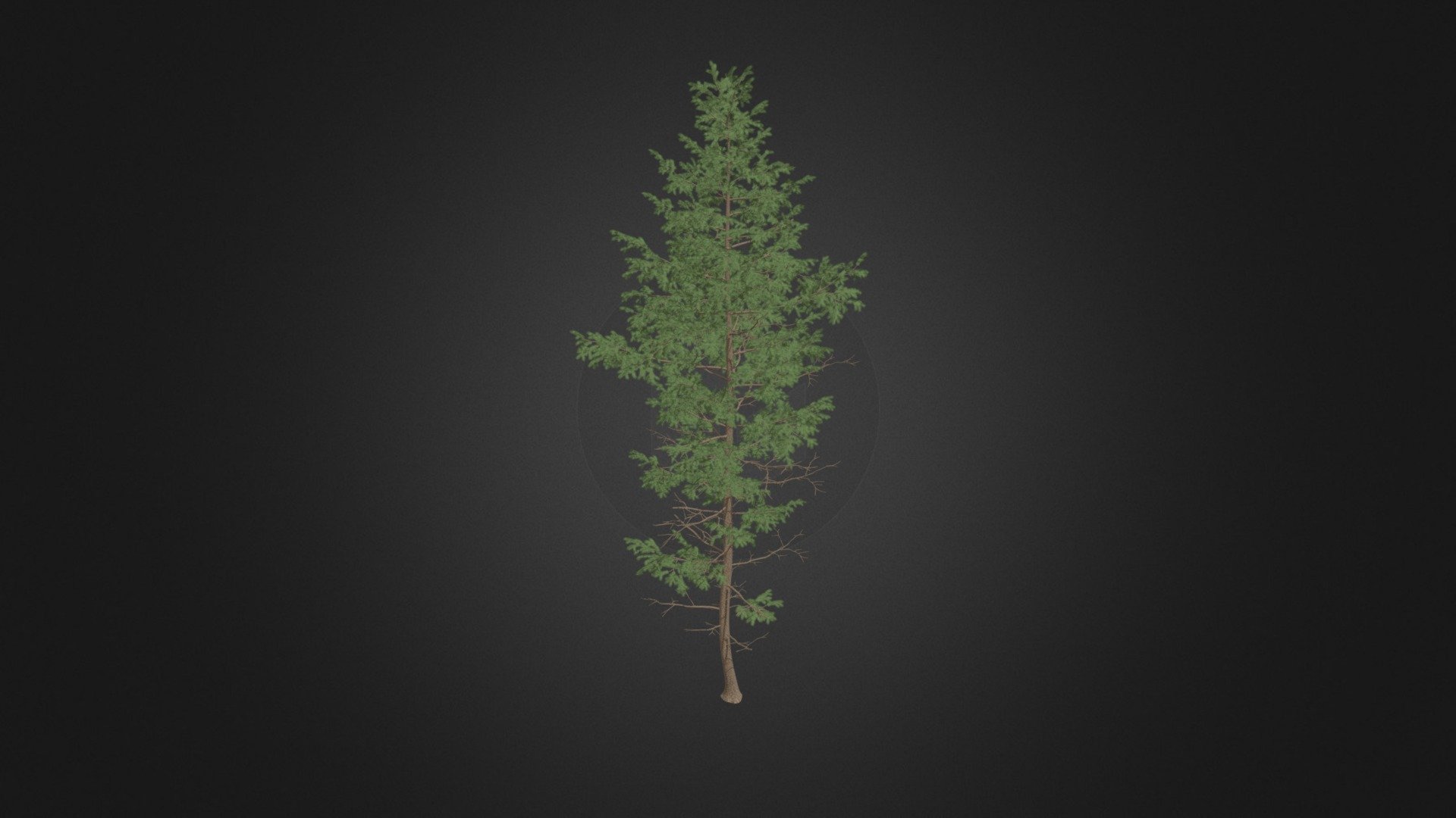 Pine Tree 3D Model 14m - Pine Tree 3D Model 14m - Buy Royalty Free 3D model by cgaxis 3d model