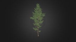 Pine Tree 3D Model 14m