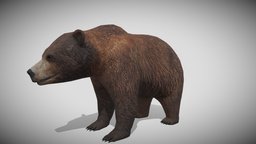 Medhue Brown Bear bear, beast, forest, creature, animal