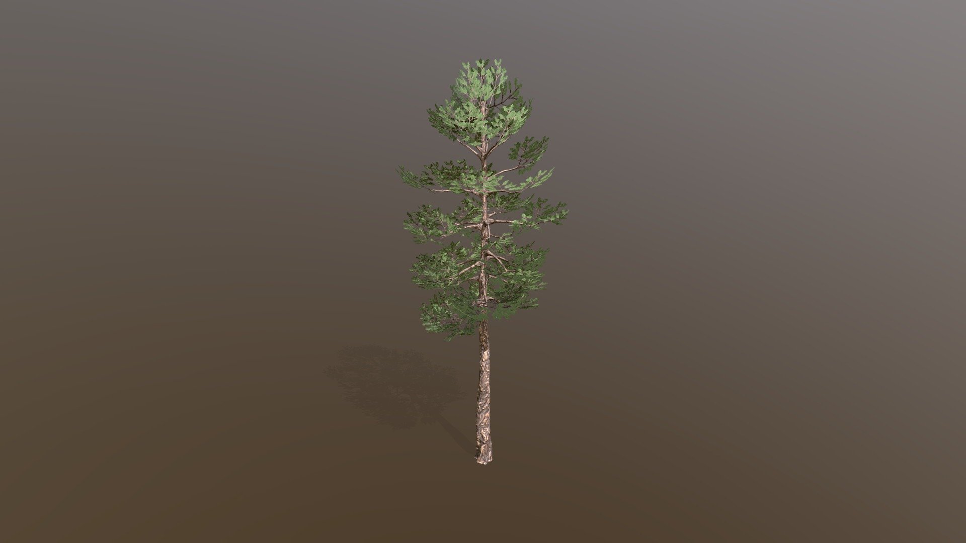 Pine tree made in tree it 3d model
