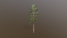 Pine Tree tree, pine, free, treeit