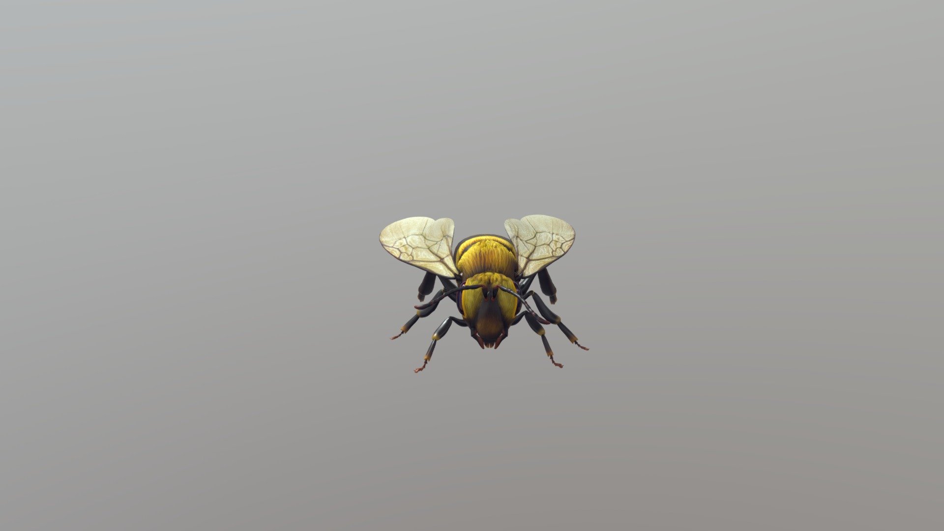 A Drone Bee From 3D Viewer 3d model