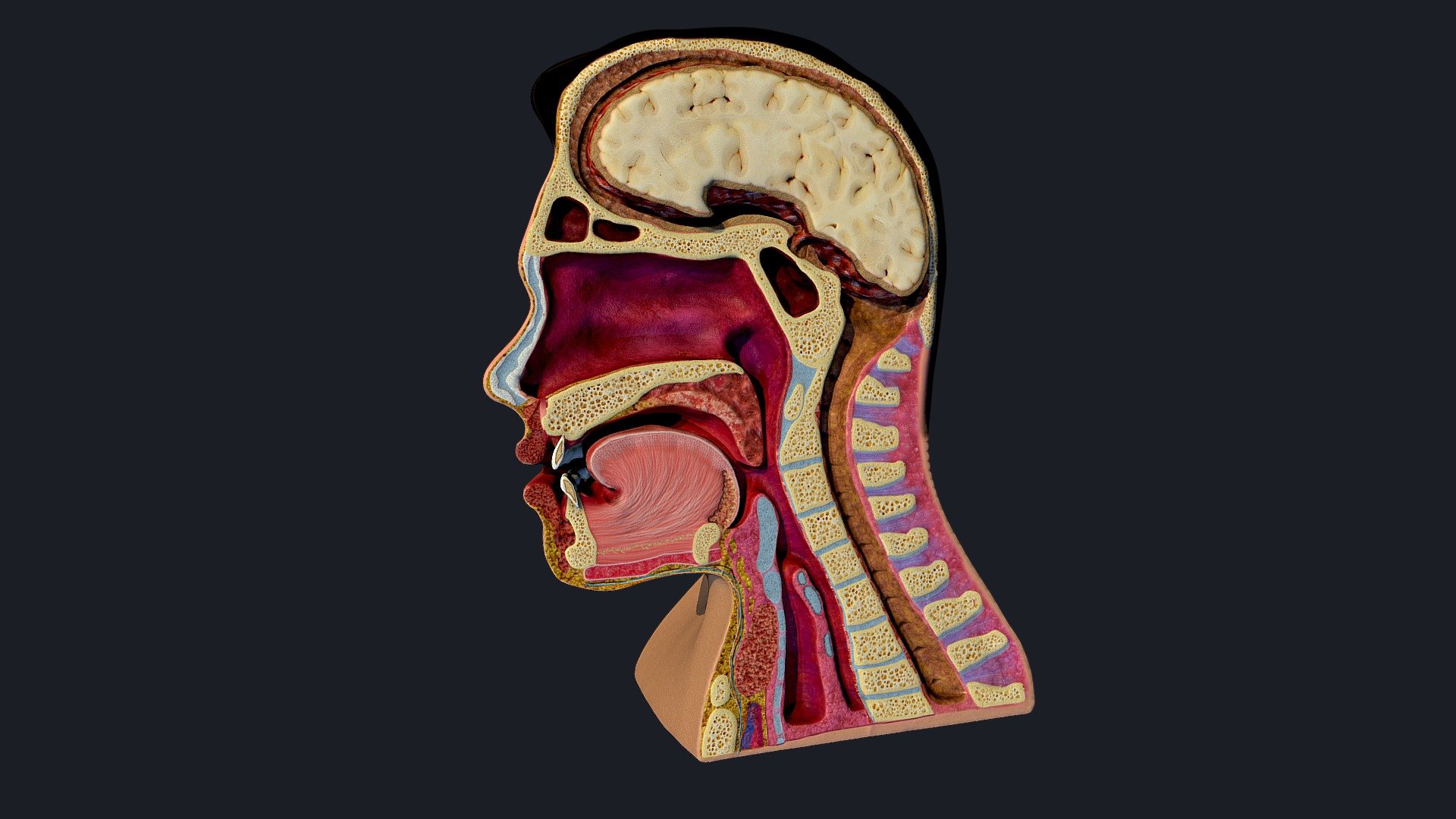 This is a model with a vertical dissection, of the pharynx, the nasal part, and in general a vertical dissection of the head focused on the respiratory part and the nasal part of the pharynx.
It includes two textures at a resolution of 4096x4096
colormap texture and normalmap texture 3d model