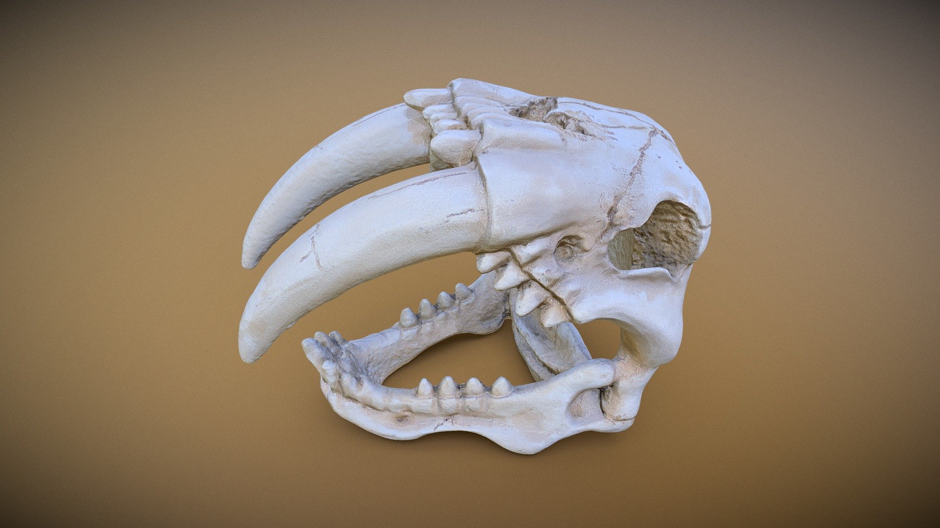 (Photogrammetry)Sabretooth Tiger Skull Fossil (Optimized) - Sabretooth Skull - Buy Royalty Free 3D model by FletchTech 3d model