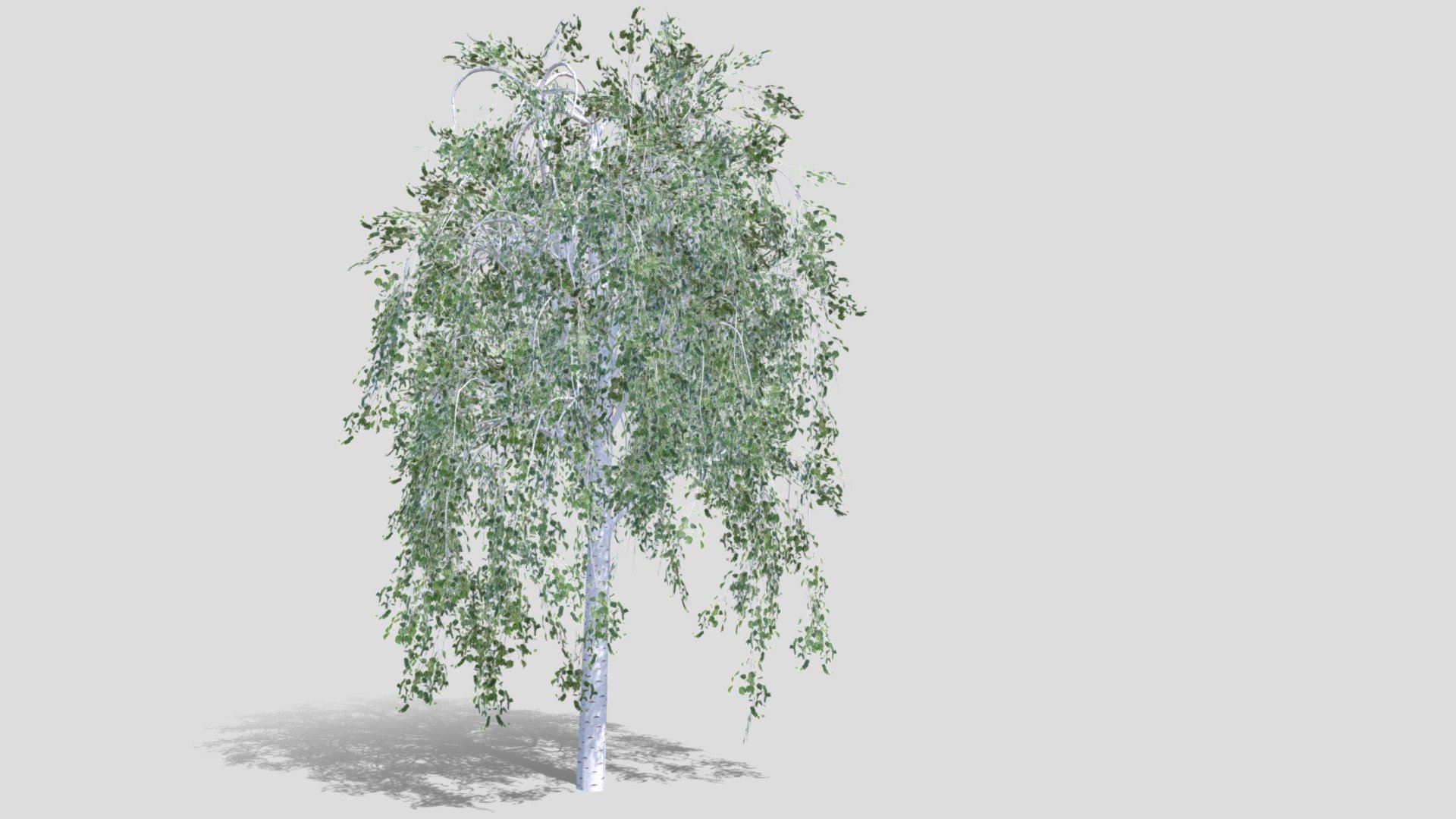 Birch tree background - Birch tree background - Buy Royalty Free 3D model by VRA (@architect47) 3d model