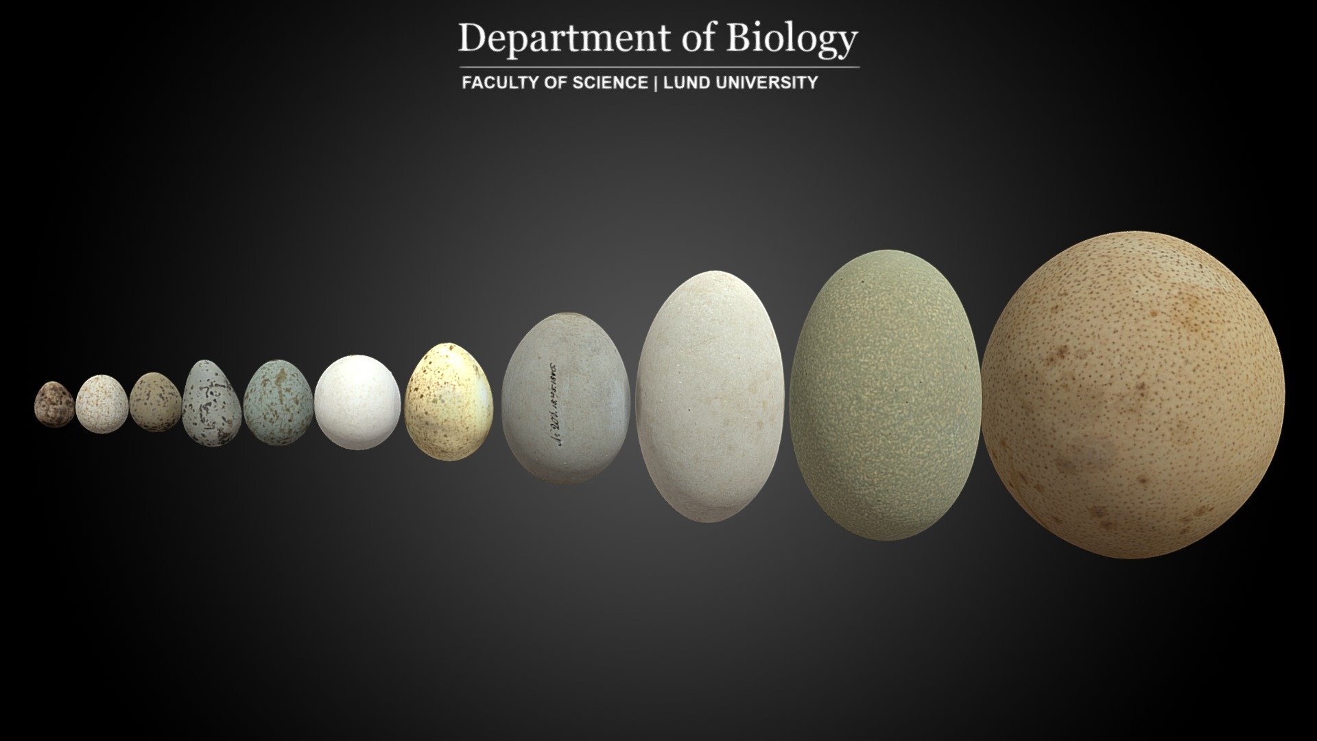 Scans of birds' eggs from the Biological Museum at Lund University, Sweden 3d model
