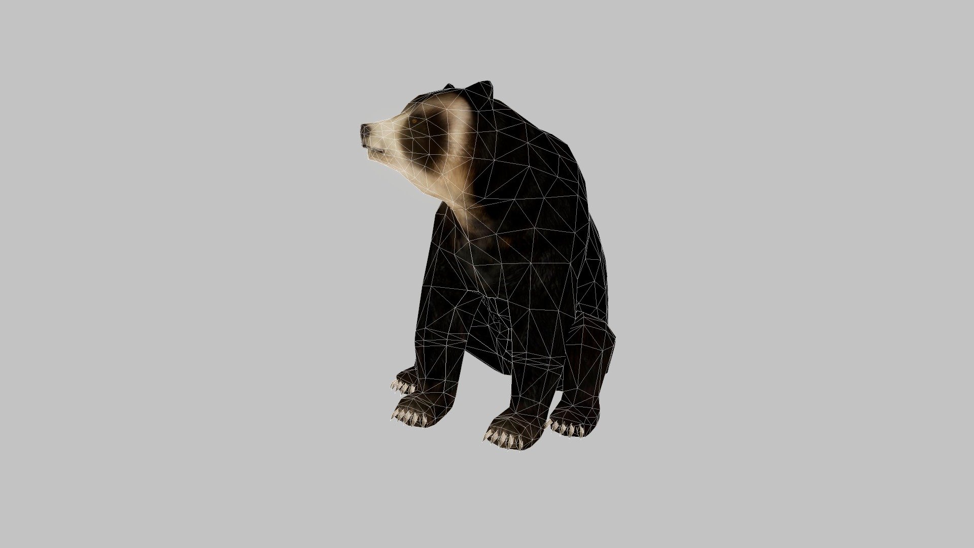 Proyecto modelado y animacion para aplicacion de realidad aumentada - Oso de anteojos (Spectacled bear) - Download Free 3D model by hedagora 3d model