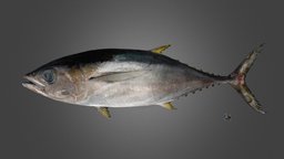 キハダ Yellowfin Tuna, Thunnus albacares fish, tuna, yellowfin, thunnus, albacares