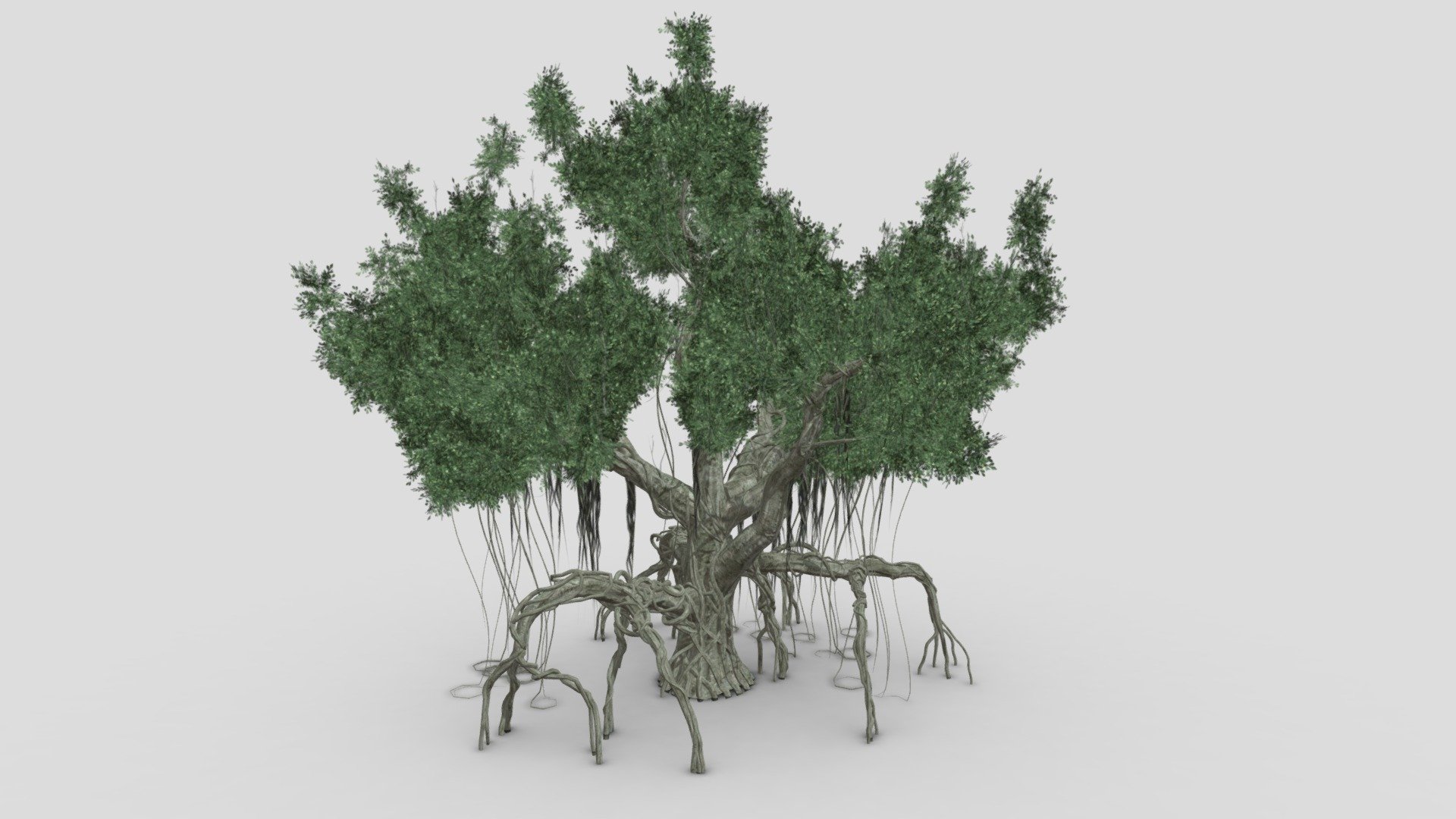 We provide a banyan, also spelled “banian”, is a fig that begins its life as an epiphyte, i.e. a plant that grows on another plant, when its seed germinates in a crack or crevice of a host tree or edifice.We hope you use it free and lets see your comments 3d model