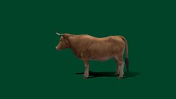 Bos taurus animals, bull, taurus, ox, bos, breed, cattle, bullockcart, farm-animal, animal