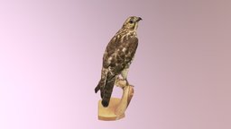 Hawk 1 bird, university, hawk, museum, collections, bird-of-prey, university-of-iowa, realitycapture, animal, uiowa