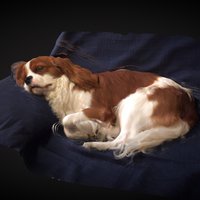 SLEEPY LUCKY autodesk, dog, puppy, lucky, recap360, photogrammetry, scan, 3dscan, animal