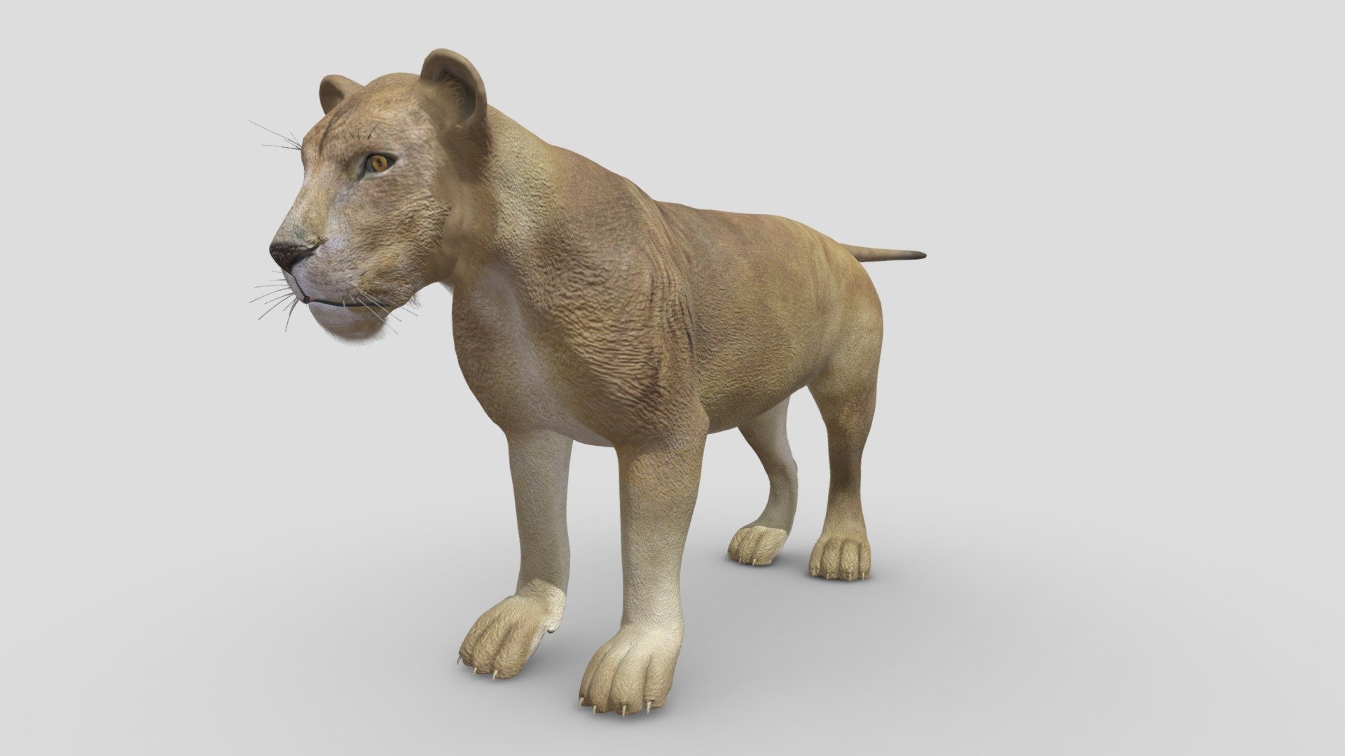 This Lion Male model has Diffuse and Bump maps (3000x3000). 
For use in anything that you would need a bigcat base mesh. Fine fiber effect and Realistic diffuse material. 
Very fast rendering – Ready for sculpting.Accurate quad-poly mesh is good for turbosmoothing. Ready for 3d pose rig and animation. Thank you!
 - Lion Male - 3D model by 1225659838@qq.com (@Novaky) 3d model