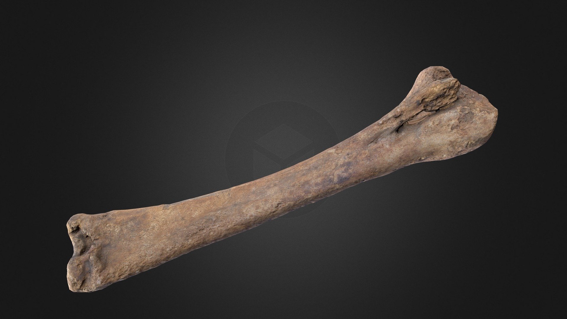 Bone of an extinct horse breed from southern Germany. Original scan counts about 5.000.000 polygons. For more information visit http://lucabrunke.de


Cycles render of the high poly bone 3d model