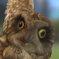 Short Eared Owl owl, bird, small, raptor, 3dscanning, nature, horned, taxidermy, photogrammetry, scan