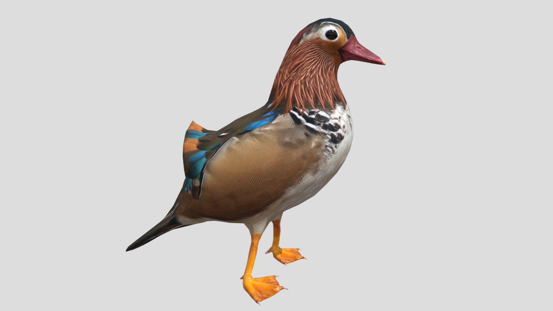 3d model of Mandarin Duck.

Texture Type: Color,Normal and Roughness  maps

Textures size: 2048x2048 pxls JPEG - Mandarin Duck - Buy Royalty Free 3D model by rmilushev 3d model