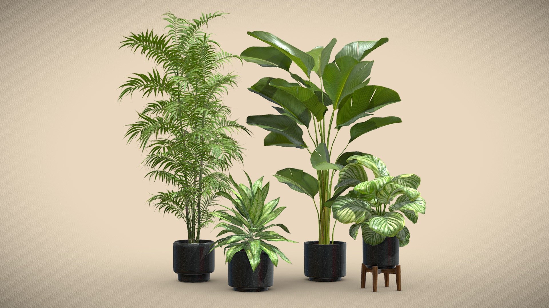 Indoor Plants Pack 54

This selection of indoor exotic plants will provide a level of detail that will take your visualizations to the next level.

Models can be subdivided for more definition.




Calathea Lutea

Calathea Orbifolia

Aglaonema

Chamaedorea Seifrizii

4k Textures




Vertices  160 138

Polygons  118 527

Triangles 236 841
 - Indoor Plants Pack 54 - Buy Royalty Free 3D model by AllQuad 3d model