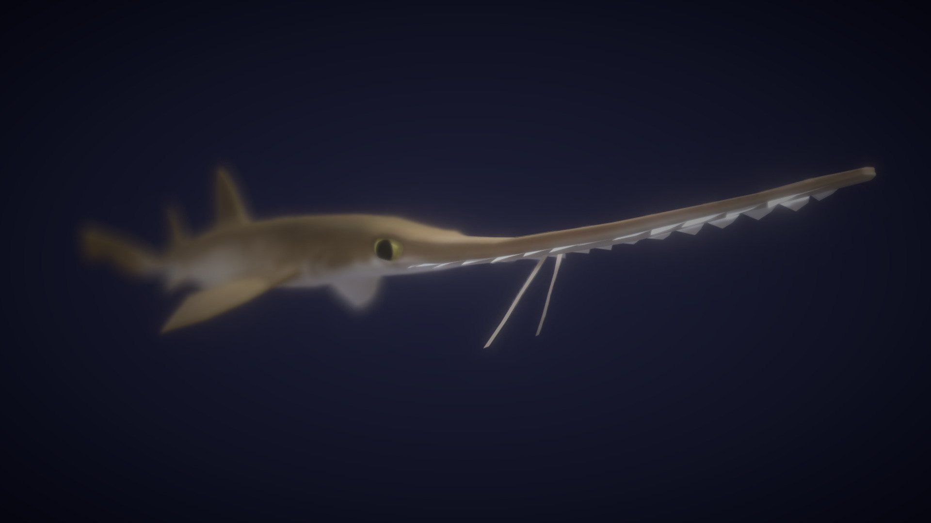 sawsharks have elongated snouts, edged with sharp teeth. despite looking similar to a sawfish, sawsharks are not related to sawfish. these fish are usually found in deep, offshore waters, with the Japanese sawshark being found around Japan, Korea, Taiwan, and northern China 3d model