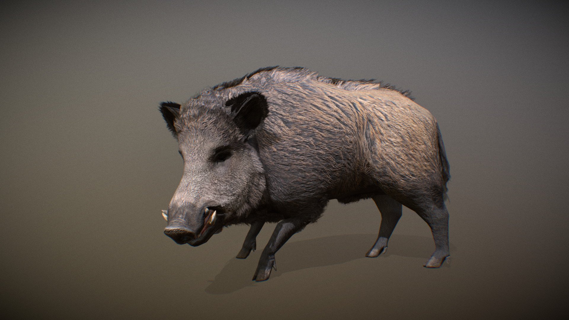 Animated realistic male Wild Boar with bone mesh, 72 animations authored at 60fps and 4k textures.

Note: Preview uses lower-res mesh (LOD1), 1K textures and only a few of the full set animations.

Get our animal in full detail, 4K textures and check the full list of animations.

Features:




male Wild Boar model

bone mesh

Animations authored at 60 fps

All animations available with and without the root motion

uncompressed 4K Textures

3ds Max and Maya animation rig

LODs
 - Animalia - Wild Boar (male) - 3D model by GiM (@GamesInMotion) 3d model