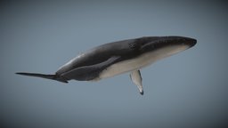 Whale low poly 3D model