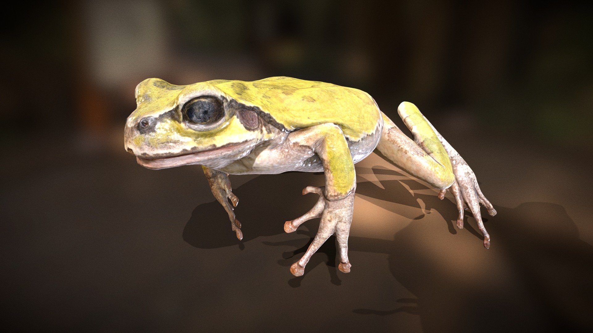 This is a very good quality Japanese Rain Frog model 3d model