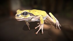 Frog Jap Rain001a frog, toad, pond, water, amphibian, animal