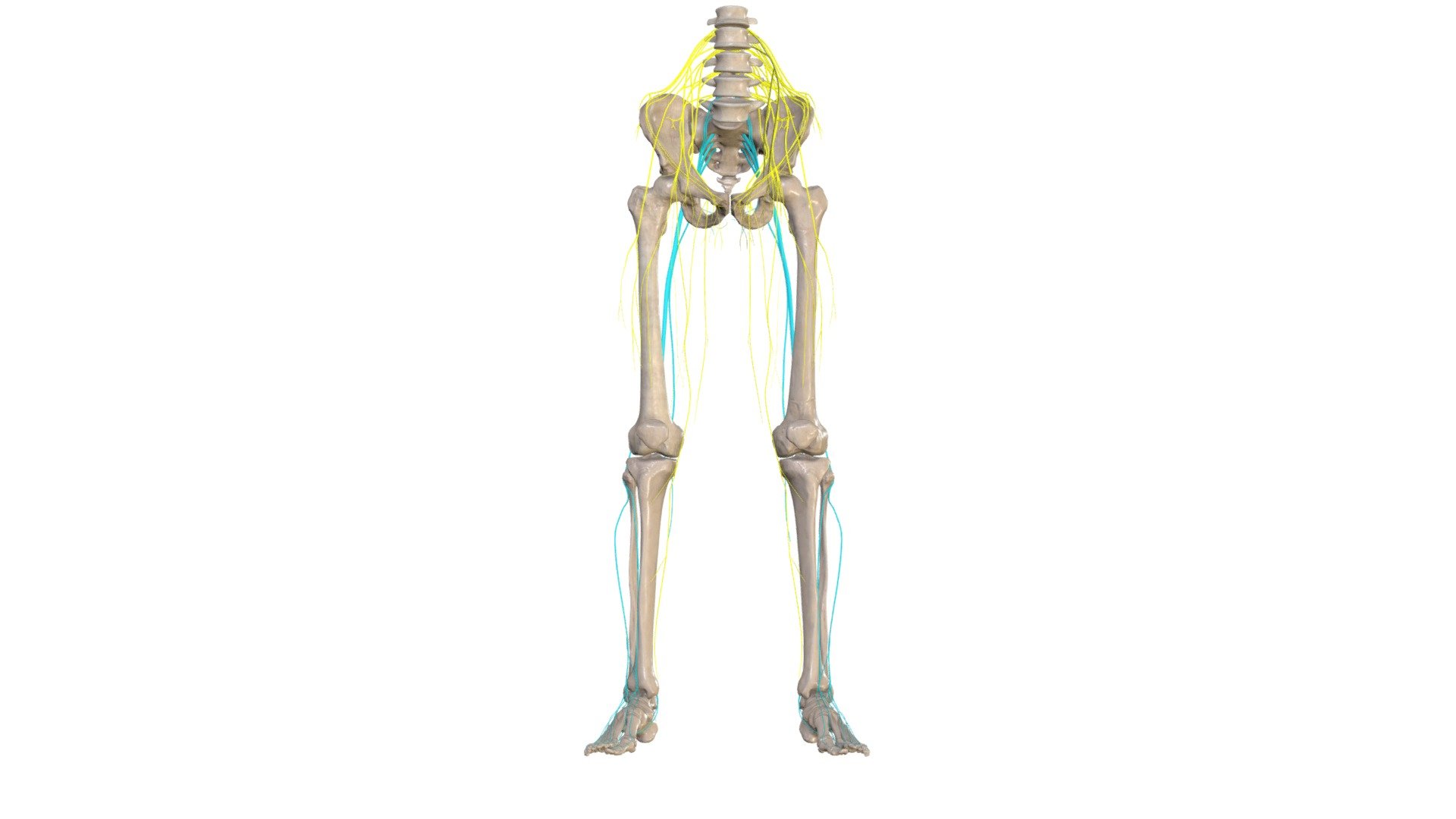 kajasnervi - 3D model by Anatomy Next (@a4s) 3d model