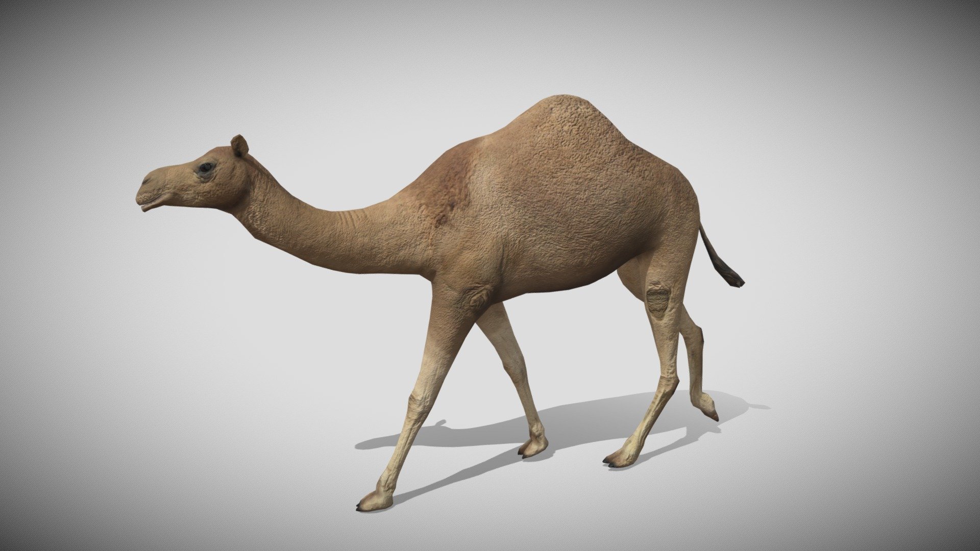 This is a realistic 3d Camel with PBR textures and 21 different animations, with most of the animations you might need in a game.  Efficiently made with only 4124 triangles 3d model