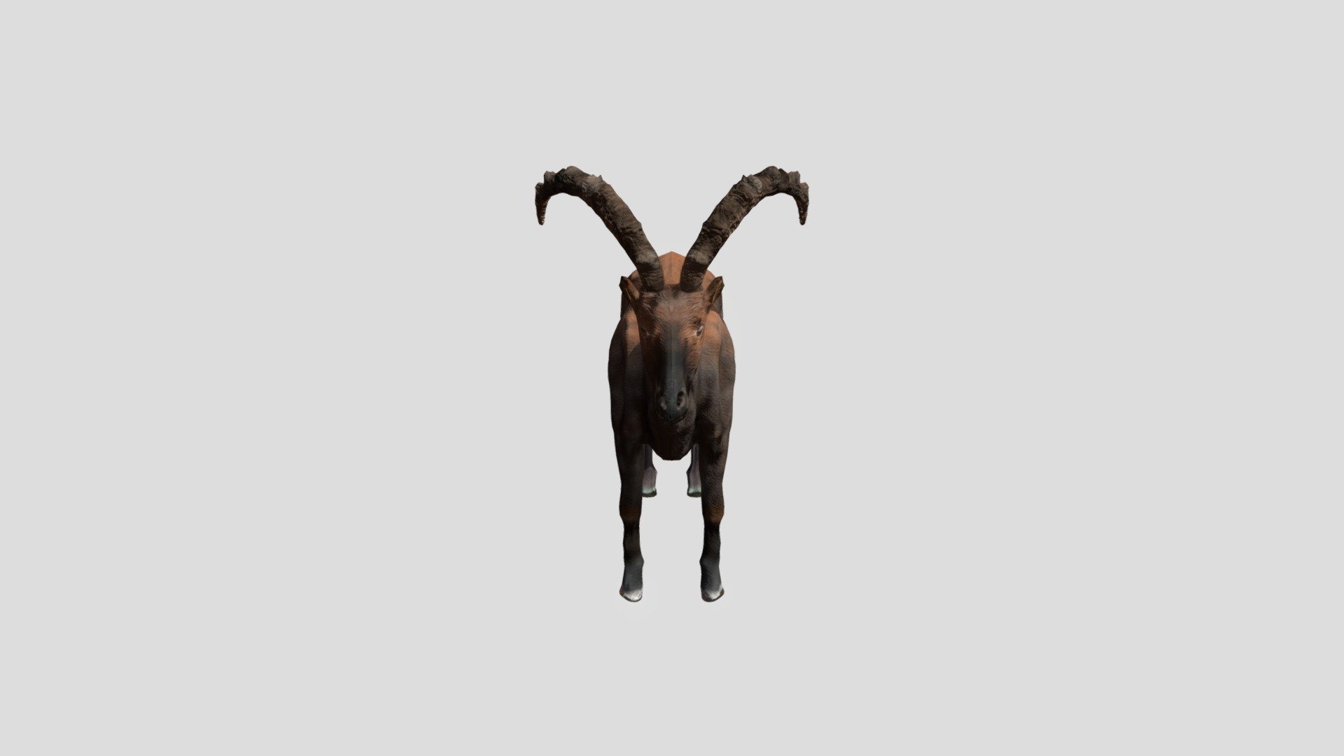 practice:20hours - IBEX - 3D model by stking 3d model