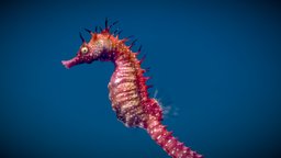 Long-snouted Seahorse life, aquarium, aquatic, seahorse, aqua, hippocampus, sea-animals, oceanlife, sea, ocean-life, seaanimals, syngnathidae, long-snouted