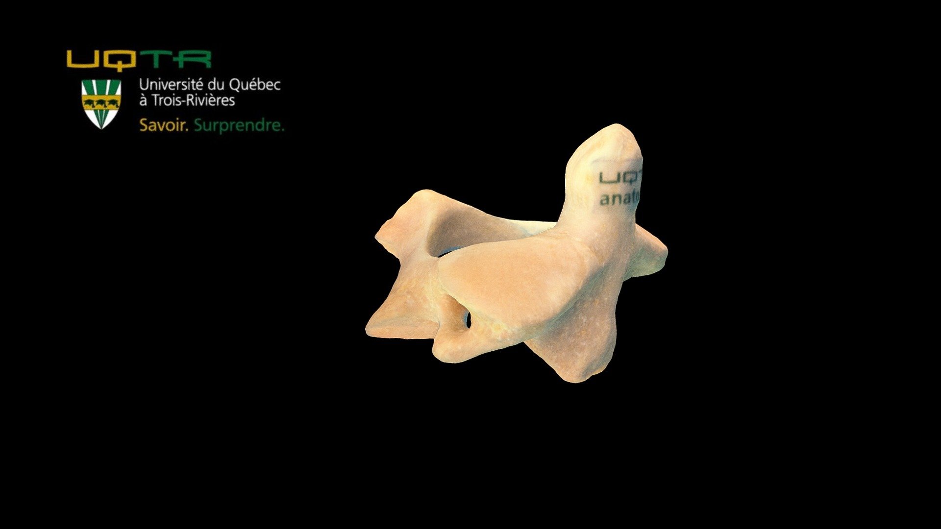 Axis - 3D model by Anatomie UQTR - Anatomy UQTR (@AnatomieUQTR) 3d model