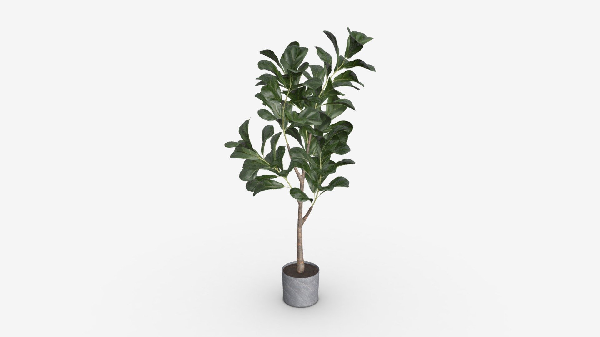 Artificial Ficus Plant in Pot - Buy Royalty Free 3D model by HQ3DMOD (@AivisAstics) 3d model