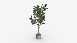 Artificial Ficus Plant in Pot green, plant, flora, pot, flower, small, potted, table, leaf, branch, fresh, artificial, houseplant, ficus, 3d, pbr, home, decoration, interior