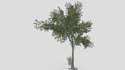 Conocarpus Tree- 06 unreal, conocarpus, unity, 3dconocarpus, lowpoly-conocarpus