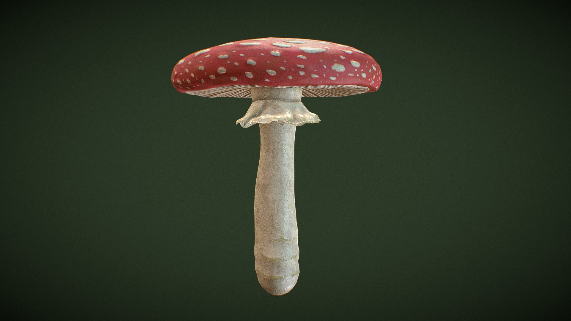 Made using 3ds Max, ZBrush and Substance Painter.

Wikipedia:

Amanita muscaria, commonly known as the fly agaric or fly amanita, is a basidiomycete mushroom, one of many in the genus Amanita. It is also a muscimol mushroom. Native throughout the temperate and boreal regions of the Northern Hemisphere, Amanita muscaria has been unintentionally introduced to many countries in the Southern Hemisphere, generally as a symbiont with pine and birch plantations, and is now a true cosmopolitan species. It associates with various deciduous and coniferous trees.

Arguably the most iconic toadstool species, the fly agaric is a large white-gilled, white-spotted, usually red mushroom, and is one of the most recognisable and widely encountered in popular culture 3d model