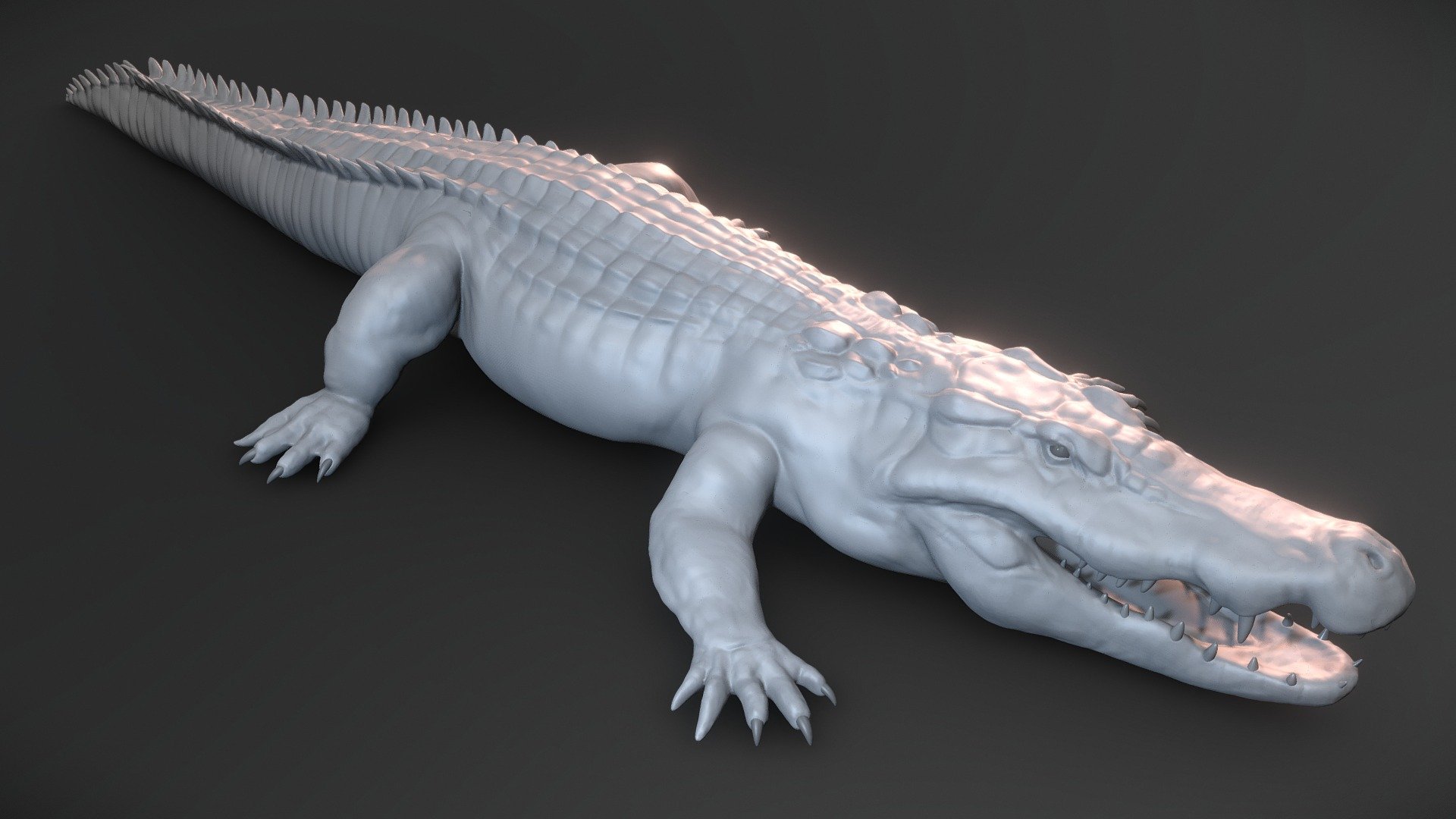 Need a crocodile model for your project? 

Save yourself a ton of time and hit the ground running with this crocodile basemesh, ready for further detailing and refinement. 

The model has correct scale, is symmetrical and centered properly in the scene. Zbrush file also includes predefined polygroups which can be useful for detailing and zremeshing (use Zremesher-option &lsquo;KeepGroups' and remeshing will maintain polygroup borders).

Please note: This is not a finished model, but rather a sculpted basemesh where the primary and secondary sculpting is done, saving you multiple work hours. The final detailing, retopology, uvs and texturing is up to you, depending on the needs and requirements of your project 3d model