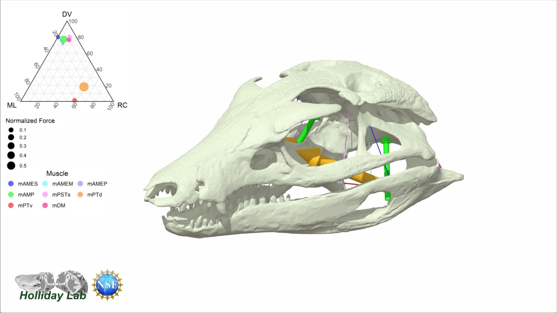 This 3D model of the terrestrial, omnivorous notosuchian crocodyliform Araripesuchus gomessi (AMNH 24450) from the Early Cretaceous part of the Santana group of the Araripe Basin of Northeastern Brazil. Araripesuchus has heterodont teeth and slender legs. This specimen is a nearly immaculate, acid prepared, articulated skeleton.  Read more on how the evolution of skull shape in crocodilians affected jaw muscle function in Sellers et al (2022) in in Anatomical Record: https://doi.org/10.1002/ar.24912. Thanks to Diego Pol and Mark Norell for sharing the data.  Thanks to National Science Foundation 1631684 for supporting the work 3d model