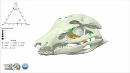 3D Jaw Muscles of Araripesuchus gomesii muscles, jaw, maya, suchian