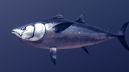 Bluefin Tuna fish, life, speed, ocean, aquatic, swim, tuna, oceanlife, seaanimal, tunafish, sea, thunnus, scombridae