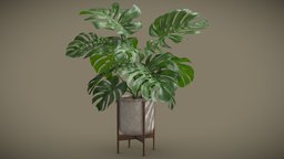 Potted Monstera Deliciosa wooden, pot, concrete, exotic, potted, monstera, wood, leaves, swisscheese, deliciosa