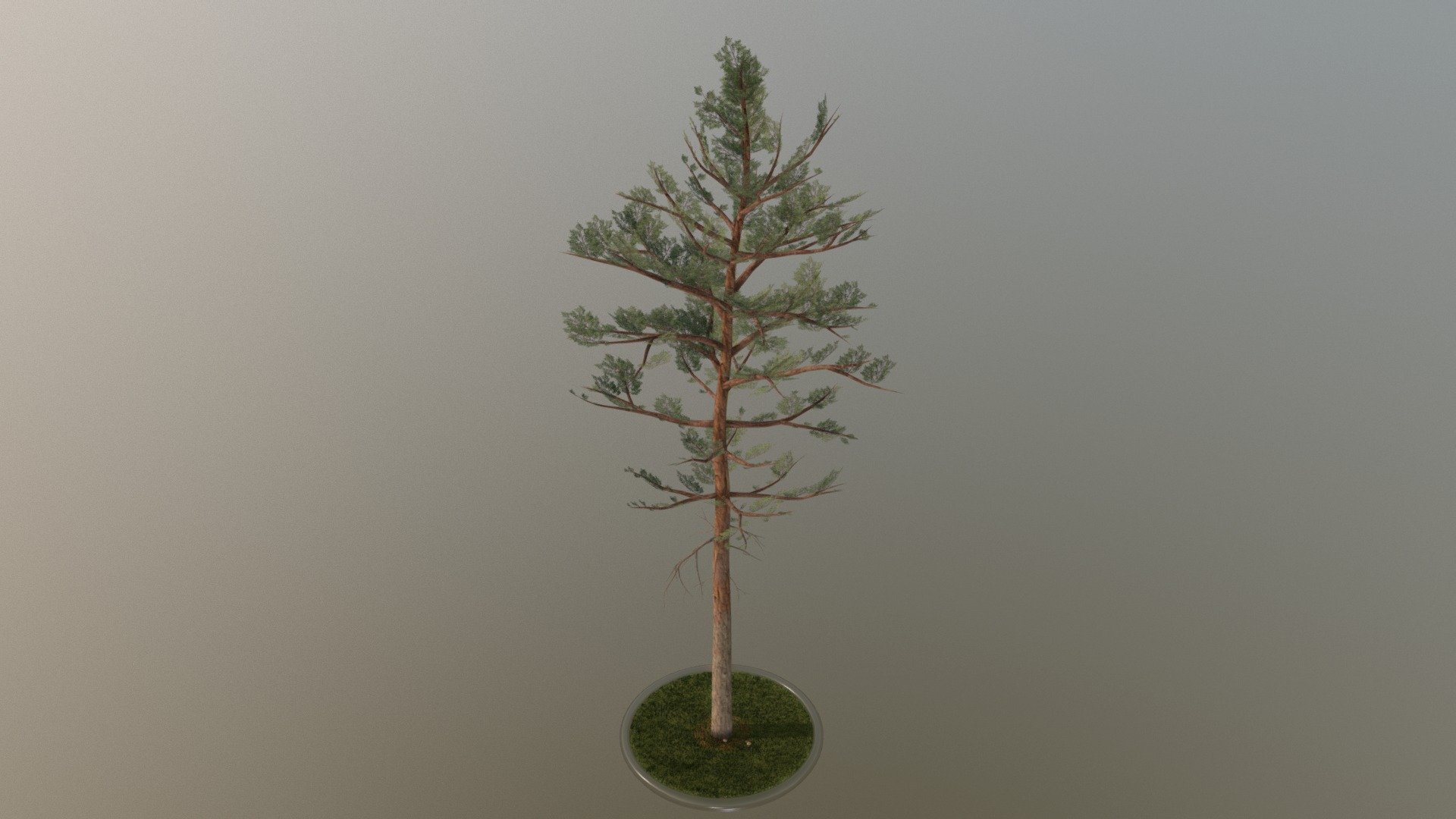 Here is a 30 meter high pine tree.





Textures(4k):

-Color map

-Normal map



This model was created by 3DHaupt for the Software-Service John GmbH

Here on Sketchfab you can see and purchase some of our 3d-models which we are using in our projects for VIS-All.

The model was created in Blender-3d - Pine Tree - 30 Meter - Buy Royalty Free 3D model by VIS-All-3D (@VIS-All) 3d model
