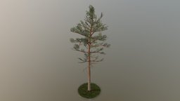 Pine Tree tree, plant, terrain, pine, evergreen, vegetation, nature, needle, game-ready, spruce, conifer, vis-all-3d, 3dhaupt, software-service-john-gmbh, low-poly