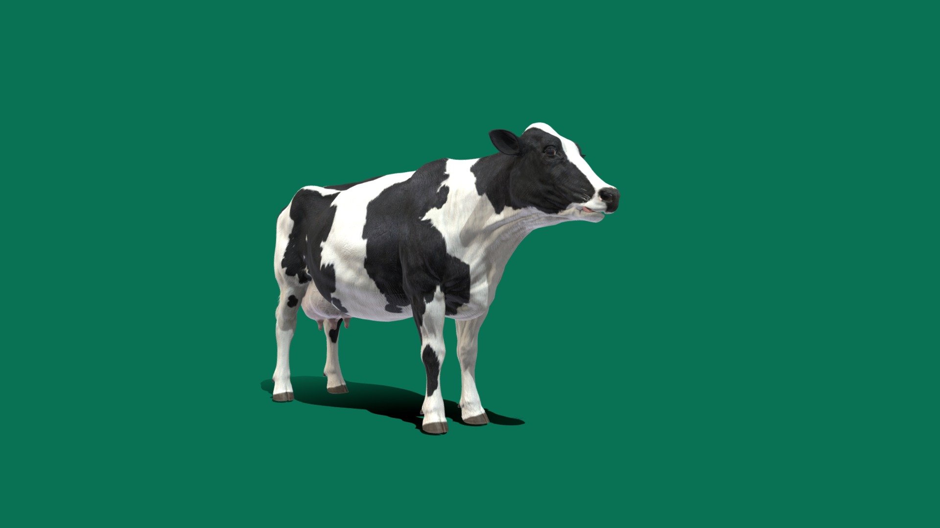 Dairy Cow 
Game Ready Animations 5x
Idle
Walk
Run
Eat
Die
Diffuse Texture 
Metallic
Roughness
Normal Map .
Dairy cattle are cattle bred for the ability to produce large quantities of milk, from which dairy products are made. Dairy cattle generally are of the species Bos taurus 3d model