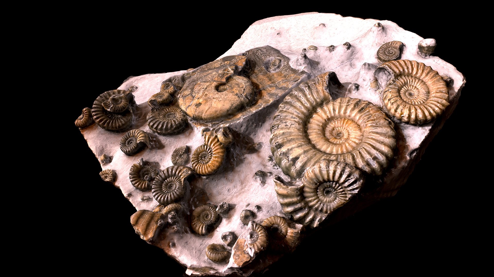 Fossils are often a labour of love and this is a good example of that. Sometimes they tell a story too. This ammonite assemblage from the Jurassic green ammonite beds of Charmouth, Dorset seems to have been trapped inside a larger Liparoceras ammonite. However, only pieces of the larger ammonite remain, perhaps as a result of breaking apart from the pressure of the smaller ammonites trapped in the body chamber. There are several different species preserved including Tragyphyloceras, Aegoceras? shells and juvenile ammonite specimens. The largest ammonite measures 8.5 cm The matrix measures 24 cm x 23.5 cm - Multi Green Ammonite Fossil 3D Rendered Model - 3D model by Naturalselectionfossils 3d model