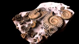Multi Green Ammonite Fossil 3D Rendered Model