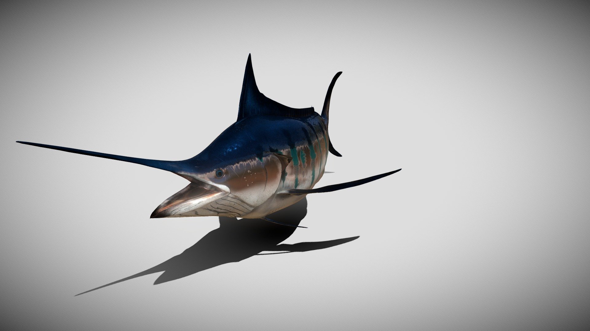 This is my rendition of a beautiful blue stripped marlin created natively in C4D, textured in Substance Painter, this 8K PBR quad designed fish is a great model to place directly into an ocean scene.  

The model offers 2 options in C4D which includes a fish rig model (as seen in the Marmoset Viewable file) and a bone structure using IK and weight mapping to give a clean swimming appearance.  Animated files include C4D, FBX, and Blender.

If you like this model check our other ones out, and happy modeling! - Blue Stripped Marlin Animated - Buy Royalty Free 3D model by rohr3dsolutions 3d model