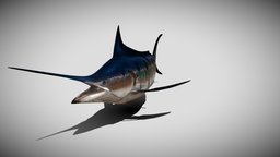 Blue Stripped Marlin Animated marine, fish, fishing, ocean, aquatic, water, nature, marlin, sailfish, swordfish, billfish, pbr, animated, rigged, sea, xpresso