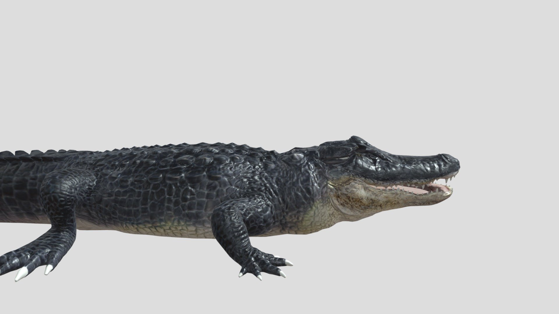 Alligator animation - Download Free 3D model by dinomaster 3d model