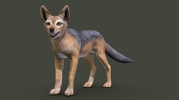 Jackal dog, pet, jackal, coyote, wolf