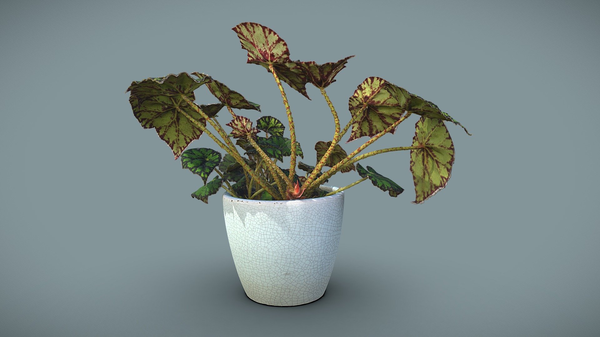 A highpoly model of an eyelash Begonia

Model includes 8k diffuse map, 4k normal map, 4k ambient occlusion map and additional lowpoly version (about 60k) of the plant.

Processed with Metashape + Blender - Begonia bowerae - Buy Royalty Free 3D model by Lassi Kaukonen (@thesidekick) 3d model